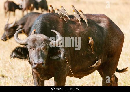Pics à bec jaune (Buphagus africanus), sur un buffle africain, Syncerus caffer, Kenya, comté de Narok, parc national du Masai Mara Banque D'Images