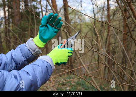 Jardinier portant des gants turquoise coupe les branches épineuses avec des ciseaux dans un jardin printanier. Concept pour le jardinage printanier et homesteading, soin des arbres, an Banque D'Images