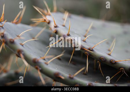 Macro détail des épines et des aiguilles de cactus sur des tampons verts avec une faible profondeur de champ et une lumière douce Banque D'Images