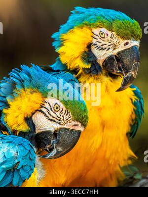 Gros plan bleu et jaune avec plumes éclatantes et détails de la faune tropicale Banque D'Images