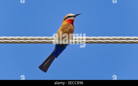 Oiseau mangeur d'abeilles à fronts blancs (Merops bullockoides) perché sur une ligne électrique dans le ciel bleu et le soleil, Limpopo, Afrique du Sud, ZA Banque D'Images