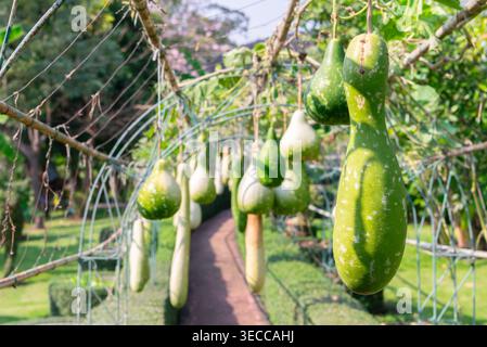 Gourdes vertes suspendues sur le tunnel de vigne dans un jardin ensoleillé cadre de ferme naturelle montrant l'agriculture de croissance de produits biologiques frais et sentier rural Banque D'Images