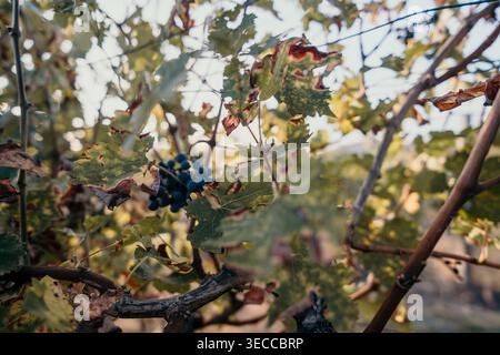 Gros plan de raisins mûrs sur une vigne Banque D'Images