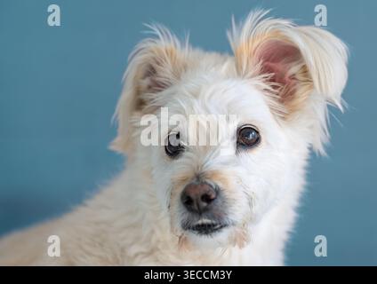 Chien blanc expressif aux oreilles moelleuses et aux yeux sombres regarde attentivement vers l'avant contre un mur bleu calme à l'intérieur Banque D'Images