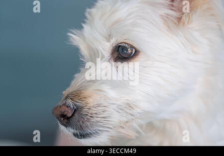 Chien de mélange moelleux blanc regardant attentivement avec les yeux vifs sur un fond bleu vif Banque D'Images
