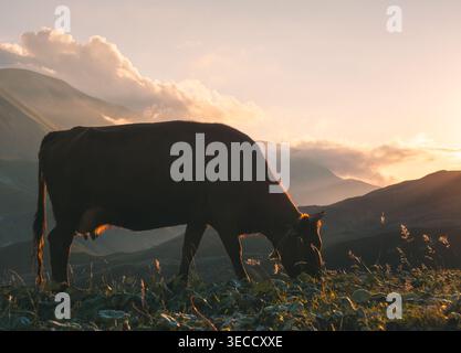 Paisible vache brune pèle sur un pâturage de haute montagne tandis que le soleil doré chaud se couche derrière des sommets lointains Banque D'Images