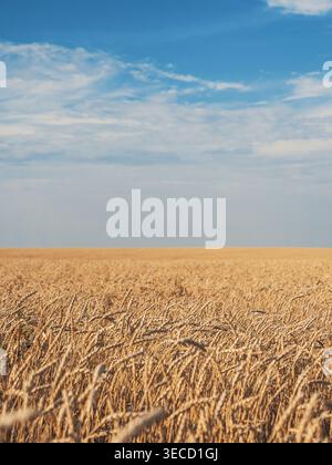 Un grand champ de blé doré s'étend jusqu'à l'horizon sous un ciel bleu vif avec des nuages blancs moelleux Banque D'Images