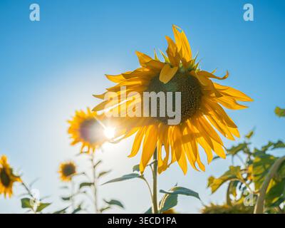 Tournesols vibrants fleurissant sous un ciel bleu clair au soleil de mi-été Banque D'Images