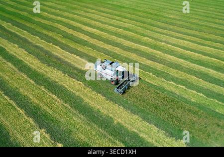 La vue aérienne capture la puissante moissonneuse-batteuse rassemble les récoltes sur un vaste champ vert sous un ciel bleu clair lors d'une journée ensoleillée à proximité Banque D'Images