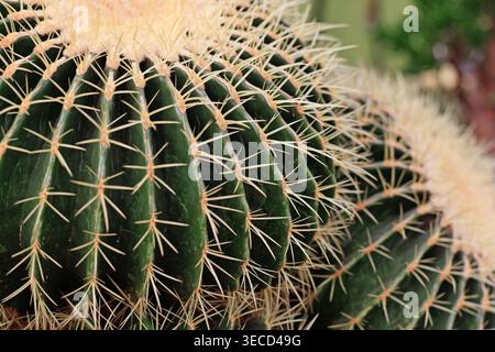 Grand cactus rond en tonneau géant 'Echinocactus Platyacanthus' avec épis blancs Banque D'Images