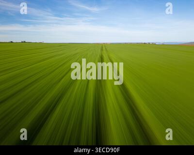 Prise de vue aérienne dynamique avec effet de flou de mouvement extrême volant rapidement au-dessus d'un champ de blé vert luxuriant. Concept de croissance rapide, de vitesse et d'agriculture moderne Banque D'Images
