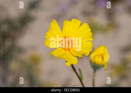 Desert Gold, Geraea canescens, dans le monument naturel national de Trona Pinnacles, Californie. Banque D'Images