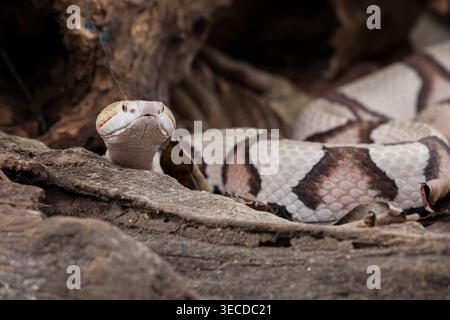 Un Copperhead de l'est, Agkistrodon contortrix, un serpent venimeux en captivité au Costa Rica. Originaire de l'est des États-Unis. Banque D'Images