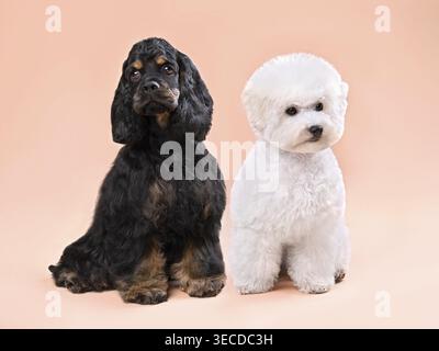 Chiots de trois mois d'épaniel cocker américain et de frise de bichon assis sur un fond de couleur Banque D'Images