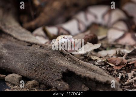 Un Copperhead de l'est, Agkistrodon contortrix, un serpent venimeux en captivité au Costa Rica. Originaire de l'est des États-Unis. Banque D'Images