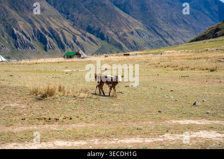 Deux veaux pâturant librement dans la vallée de Chulyshman Altaï Russie scène rurale paisible du bétail dans le paysage naturel Banque D'Images
