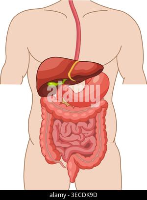 Système digestif humain. Anatomie de l'intestin, de l'estomac et du foie. Illustration vectorielle des organes internes. Concept de médecine Illustration de Vecteur