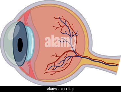Anatomie de l'oeil humain. Illustration vectorielle de l'organe interne. Concept de médecine Illustration de Vecteur