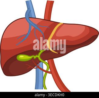 Anatomie du foie humain. Organe de la vésicule biliaire digestive, apport sanguin au foie. Illustration vectorielle de l'organe interne. Concept de médecine Illustration de Vecteur