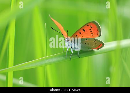 Grand cuivre, beau papillon sur plante Banque D'Images