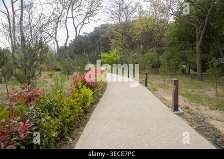 Chemin de pierre sinueux bordé d'arbustes Photinia (Red Robin) colorés et de lampes décoratives dans le Jardin Botanique Central de Bakou, entouré de Banque D'Images
