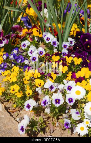 Pansies et violas mélangés en jaune, violet, blanc et bicolore avec des marques sur le visage dans une bordure de jardin printanier, avec des marguerites et du feuillage d'iris derrière. Banque D'Images