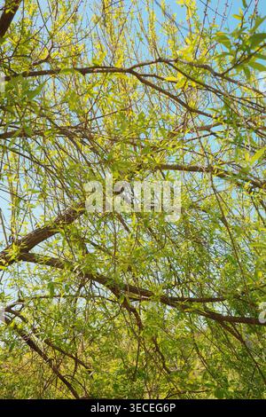 Admirez les branches de saule pleurant denses avec un feuillage printanier frais vert citron et des chatons dans un ciel bleu clair. Banque D'Images