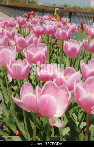 Tulipes rose pâle et lilas en pleine floraison printanière sur un jardin urbain surélevé sur le toit, avec des balustrades métalliques et des vues sur la ville en arrière-plan. Banque D'Images