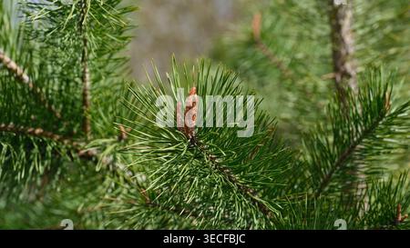 Un gros plan de branches de pin vert vif avec de jeunes bourgeons bruns qui commencent à pousser dans la lumière du soleil printanière. Banque D'Images