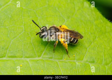 Abeille minière (Andrena sp.) - Femme Banque D'Images