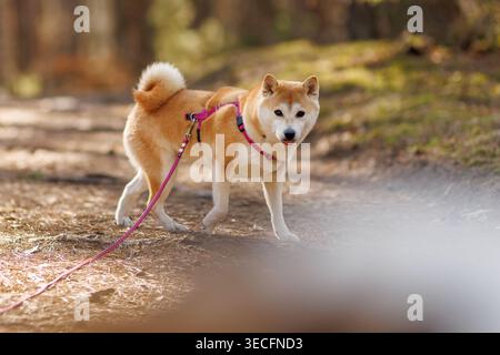 Un Shiba Inu bronzé et blanc portant une laisse et un harnais rose se tient sur un chemin de terre ensoleillé dans les bois. Banque D'Images