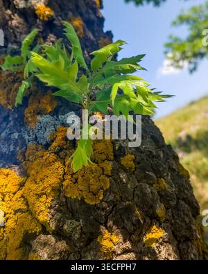 Gros plan de feuilles de chêne vert frais émergeant de l'écorce avec un lichen jaune vif. Photo macro professionnelle de la croissance printanière et de la texture naturelle. Banque D'Images