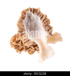 Champignon Morel isolé sur fond blanc. Morchella esculenta. Champignons comestibles printaniers. Masque Banque D'Images