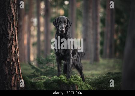 Chien Retriever noir à revêtement plat debout sur une bûche couverte de mousse verte dans la forêt avec un fond bokeh flou Banque D'Images