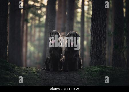 Deux chiens Retriever noirs à revêtement plat assis dans la forêt. Banque D'Images