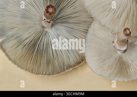 Casquette mortelle toxique champignons Amanita phalloides sous les branchies spores fond brun. Banque D'Images