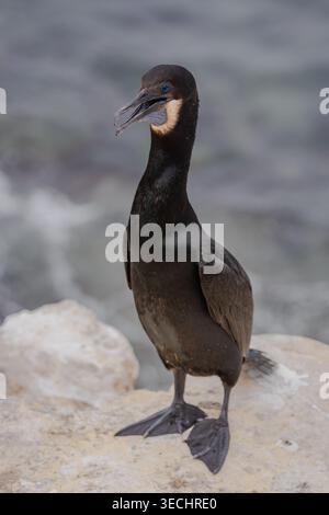 Le cormoran de Brandt debout sur les rochers à la Jolla, Californie Banque D'Images