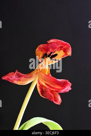 flétrissement d'une tulipe unique, nature morte Banque D'Images