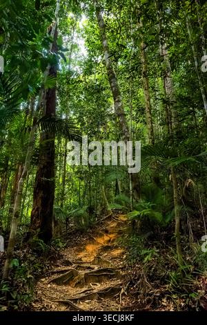 Chemin ensoleillé menant à travers une jungle tropicale dense avec des palmiers et de grands arbres Banque D'Images