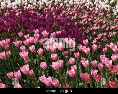 Domaine de tulipes rouges et roses Banque D'Images
