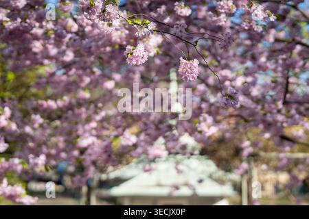 Fleurs roses du cerisier japonais « Accolade » (Prunus) en pleine floraison au jardin des sens de Stockholm (Sinnenas trädgård), avec une lumière douce du soleil. Banque D'Images