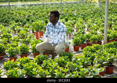Jardinier afro-américain vérifiant les jeunes hortensias dans des pots Banque D'Images