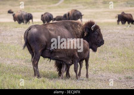 Mère bison américain infirmier veau dans le troupeau des prairies Summer Scen Banque D'Images