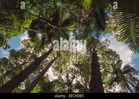 Regardant dans la canopée luxuriante de la forêt tropicale avec de grands arbres Banque D'Images