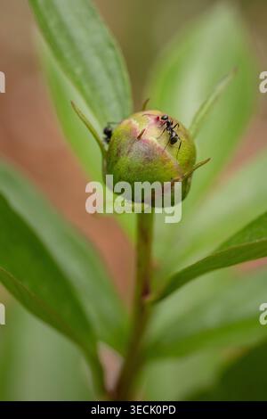 Fourmis noires rampant sur un bourgeon de pivoine Banque D'Images