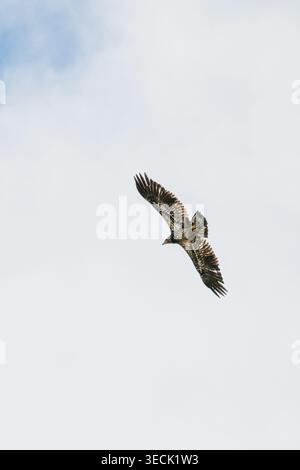 Vue d'en bas d'un jeune aigle chauve volant au-dessus Banque D'Images