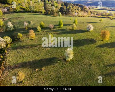 Vue aérienne d'arbres fruitiers en fleurs dispersés à travers une prairie verdoyante à flanc de colline au cours d'un après-midi de printemps ensoleillé à Cerin, Banskobystricky kraj, SL Banque D'Images