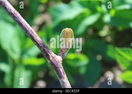Gros plan d'un petit bourgeon de feuille s'ouvrant sur une vigne de raisin au printemps Banque D'Images