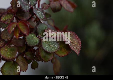 Gros plan de feuilles de rose recouvertes de gouttelettes fraîches de pluie printanière, montrant des tons verts et rouges riches, un arrière-plan bokeh doux et une texture naturelle calme à l'arrière Banque D'Images