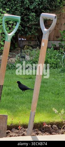 Blackbird sur une pelouse entre deux pique Banque D'Images